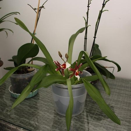 Appartement House Of Orchids With Patio à Vila Real de Santo António Extérieur photo