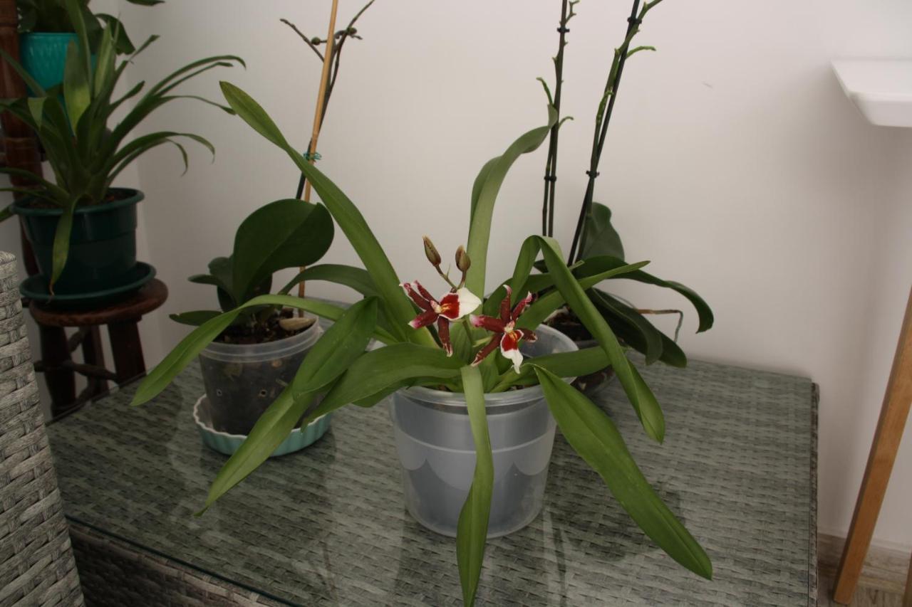 Appartement House Of Orchids With Patio à Vila Real de Santo António Extérieur photo