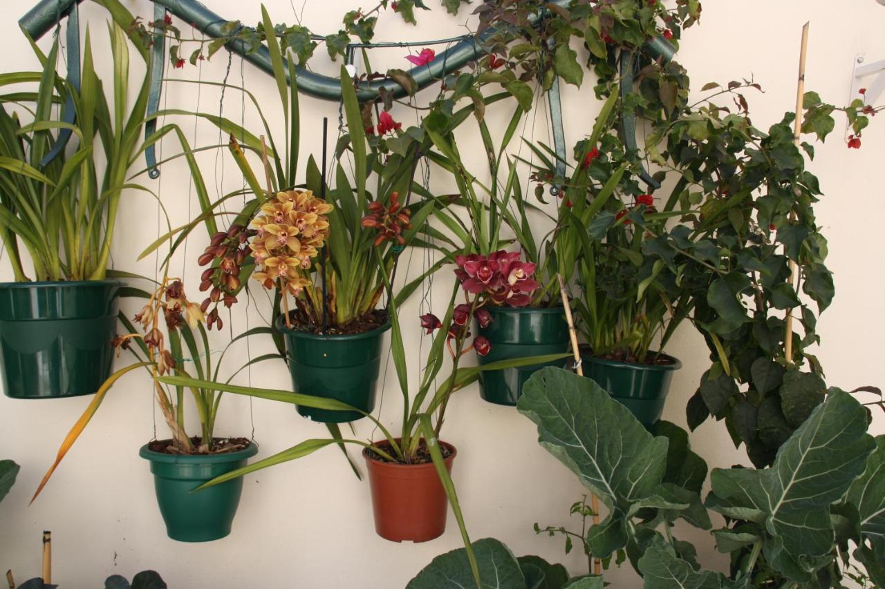 Appartement House Of Orchids With Patio à Vila Real de Santo António Extérieur photo